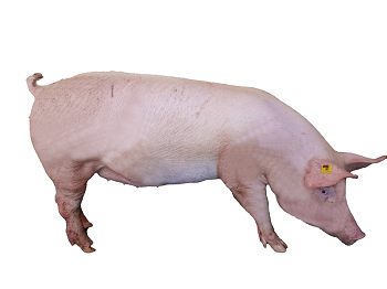 1656495546620317.png 4.5饲养个体照片-二元杂母猪.png